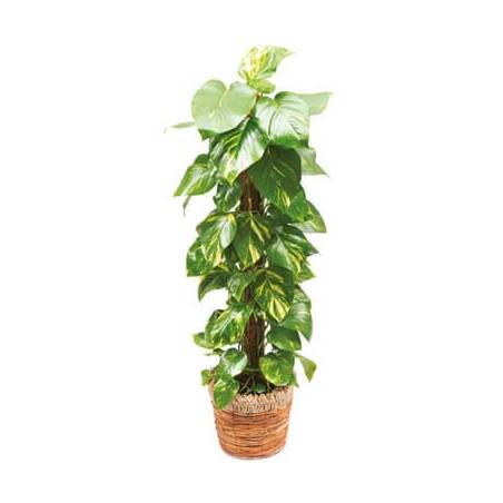 L'Agitateur Floral | image de la plante verte et d'intérieur Athos le Pothos