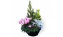 L'Agitateur Floral | Image de la coupe de plantes extérieures