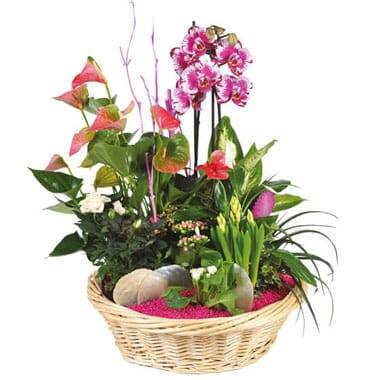 L'Agitateur Floral | image de la Coupe de plante Le Palais des Fleurs