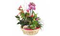 L'Agitateur Floral | image de la Coupe de plante Le Palais des Fleurs