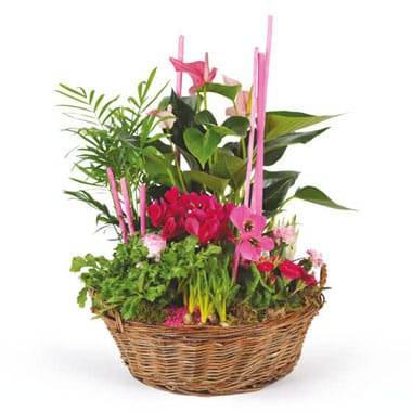 L'Agitateur Floral | image de la Composition de plantes Le Jardin des Druides