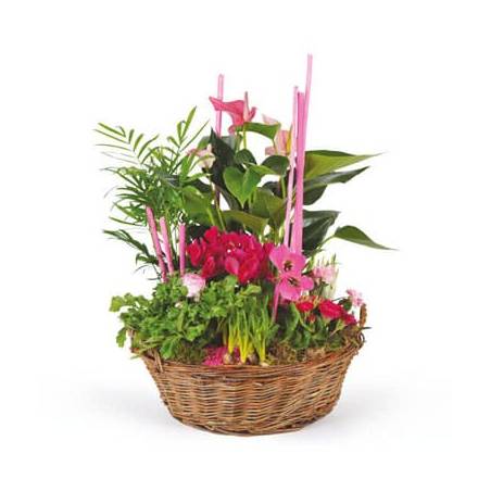 L'Agitateur Floral | image de la Composition de plantes Le Jardin des Druides