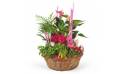 L'Agitateur Floral | image de la Composition de plantes Le Jardin des Druides