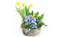 L'Agitateur Floral | image de la Composition de plantes Jonquilles en Folie