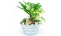 L'Agitateur Floral | image de la Composition de muguet Brin de Jardin