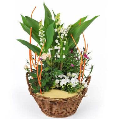 L'Agitateur Floral | image de la Assemblage de Plantes Aubaine