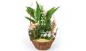 L'Agitateur Floral | image de la Assemblage de Plantes Aubaine