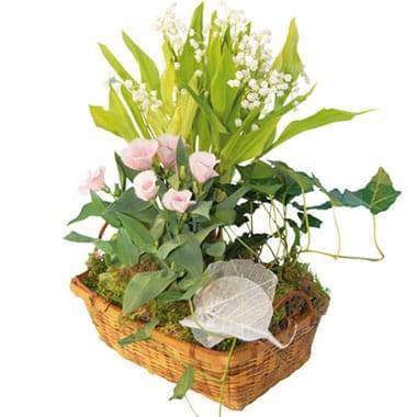 L'Agitateur Floral | image de la Composition de plantes racines Chanceux