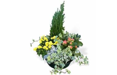 L'Agitateur Floral | image de l'assemblage de plantes le jardin du temps
