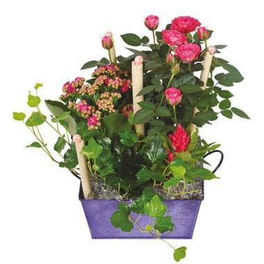 L'Agitateur Floral | image de la coupe de plante le jardin d'italie