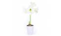 Agitateur Floral | Amaryllis en pot "Belle de Noël" image principale