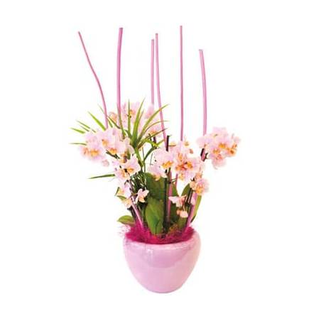 L'Agitateur Floral | image de la Coupe de minis Orchidées Sweety