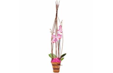 L'Agitateur Floral | image de l'orchidée rose Cage d'amour