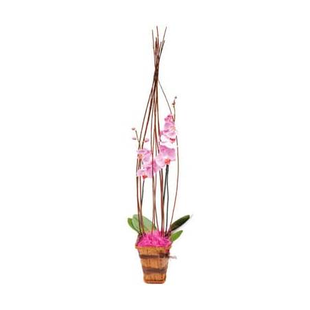 L'Agitateur Floral | image de l'orchidée rose Cage d'amour