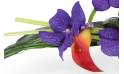 image des orchidée vanda mauve