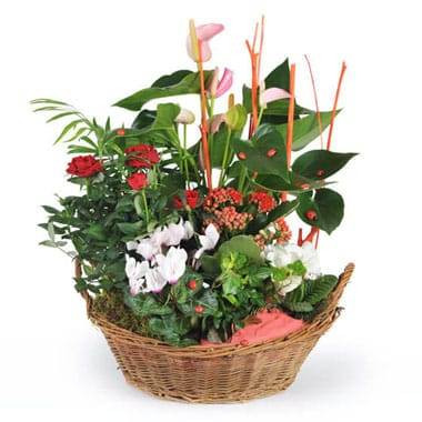 L'Agitateur Floral | image de la coupe de plantes vertes et fleuries la corbeille fleurie