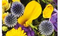 zoom sur un magnifique calla de couleur jaune