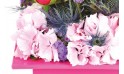 zoom sur les tête d’hortensia rose