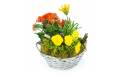 Image Assemblage de plantes "Primula" | L'Agitateur Floral