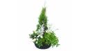 Image Grand assemblage de plantes "Caelum" | L'Agitateur Floral