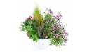 Image de l'assemblage de plantes roses & mauves "Pulchra" | L'Agitateur Floral