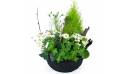 Image de la Composition de plantes blanches "Chamomilla" | L'Agitateur Floral