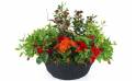 Image de la Coupe de plantes rouges & oranges "Rufus" | L'Agitateur Floral