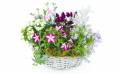 Image de l'Assemblage de plantes "Rosea" | L'Agitateur Floral