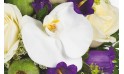 Sourire : image d'une orchidée blanche