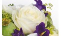 Sourire : image d'une rose blanche