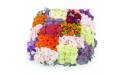 Image Coussin carré à damier coloré "Héraclite" | L'Agitateur Floral