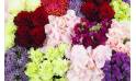 Image Coussin carré damier de fleurs piquées "Parthénon" | L'Agitateur Floral