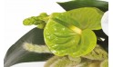 vue sur un anthurium de couleur verte