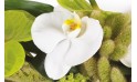 vue sur une magnifique orchidée blanche