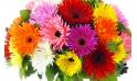 Zoom image principale : Bouquet rond multicolore " Stockholm"| L'Agitateur Floral