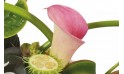 image d'un calla de couleur pastel