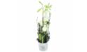 Image Composition blanche & verte "Philadelphie"| L'Agitateur Floral