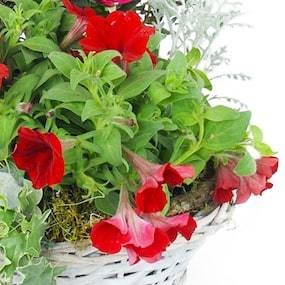 Zoom 4 image de la Coupe de plantes rouges & blanches "Rubrum" | L'Agitateur Floral