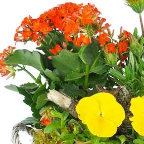 Zoom 1 image Assemblage de plantes "Primula" | L'Agitateur Floral