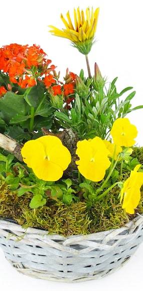 Zoom 3 image Assemblage de plantes "Primula" | L'Agitateur Floral