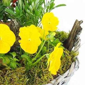 Zoom 4 image Assemblage de plantes "Primula" | L'Agitateur Floral