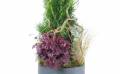Zoom image de la Composition de deuil de plantes en hauteur "Abies" | L'Agitateur Floral