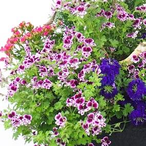 Zoom 1 de la Grande coupe de plantes roses, mauves et bleues "Rosea Lilium" | L'Agitateur Floral