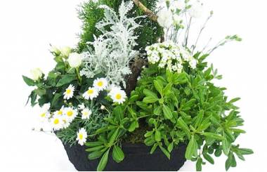 Zoom image Grand assemblage de plantes "Caelum" | L'Agitateur Floral