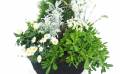Zoom image Grand assemblage de plantes "Caelum" | L'Agitateur Floral