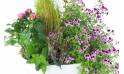 Zoom image de l'assemblage de plantes roses & mauves "Pulchra" | L'Agitateur Floral