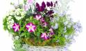Zoom image de l'Assemblage de plantes "Rosea" | L'Agitateur Floral