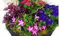 Zoom image de la Composition de plantes rose & bleue "Plantae" | L'Agitateur Floral