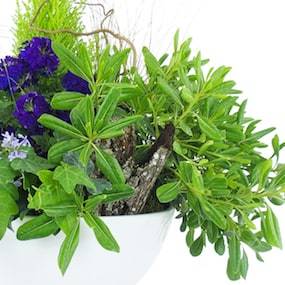 Zoom 4 de la Composition de plantes mauve & bleue "Naturae" | L'Agitateur Floral