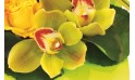 Image de l'orchidée dans les tons vert de la composition de fleurs